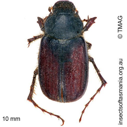 Species image