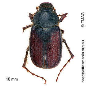 Deuterocaulobius rufescens