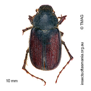 Deuterocaulobius rufescens