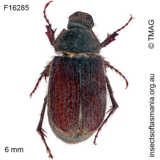 Species image