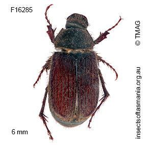 Deuterocaulobius villosus