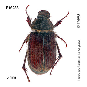 Deuterocaulobius villosus