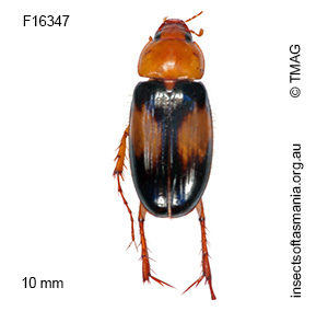 Phyllotocus bimaculatus
