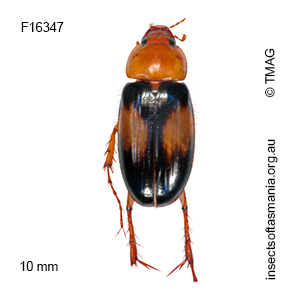 Phyllotocus bimaculatus