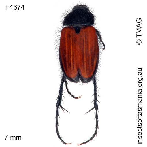Species image