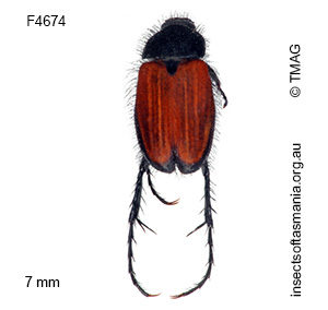 Phyllotocus erythropterus