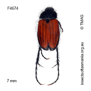 Phyllotocus erythropterus