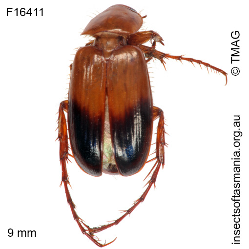 Species image