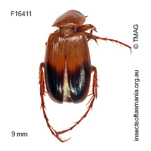 Phyllotocus macleayi