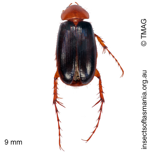 Species image