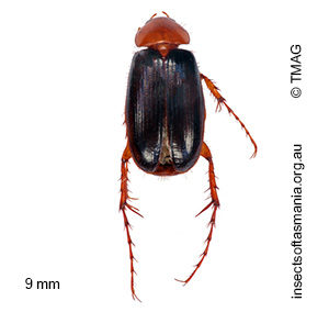 Phyllotocus nigripennis