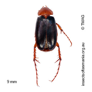 Phyllotocus nigripennis