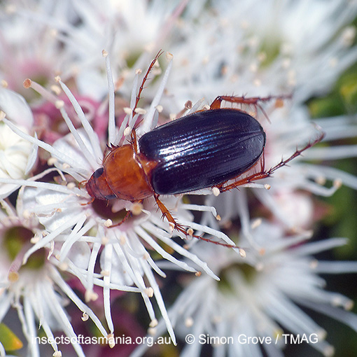 Species image