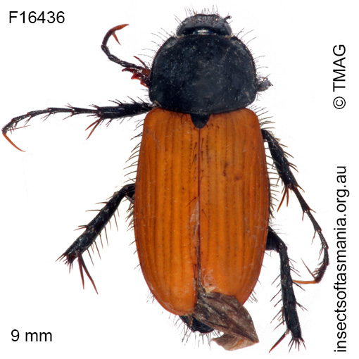 Species image