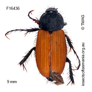 Phyllotocus rufipennis