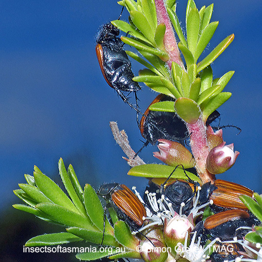 Species image