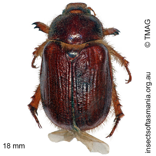 Species image
