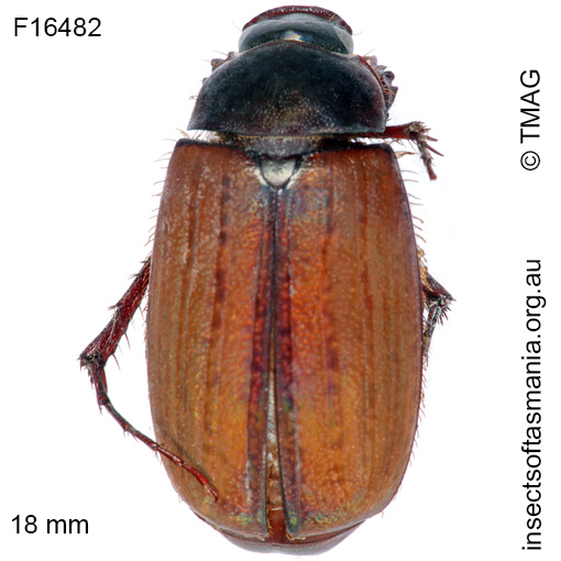 Species image