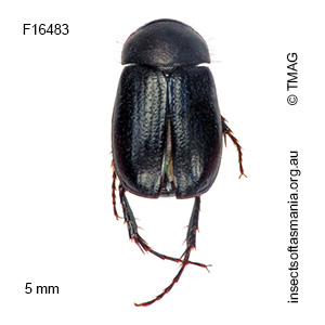 Sericesthis nigra