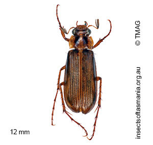 Telura alta