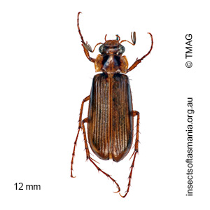 Telura alta