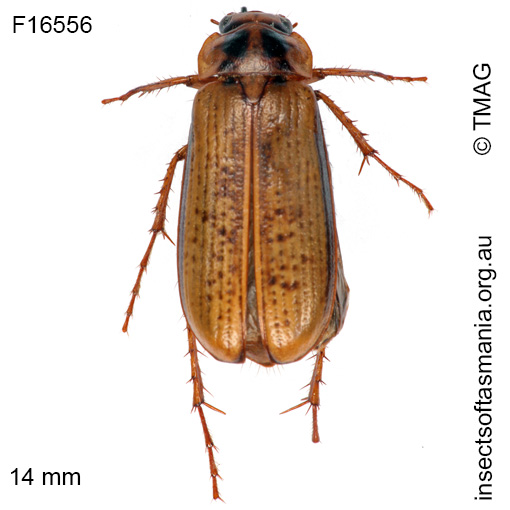 Species image