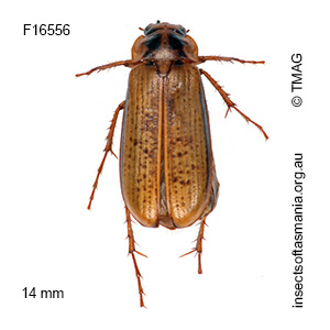 Telura vitticollis