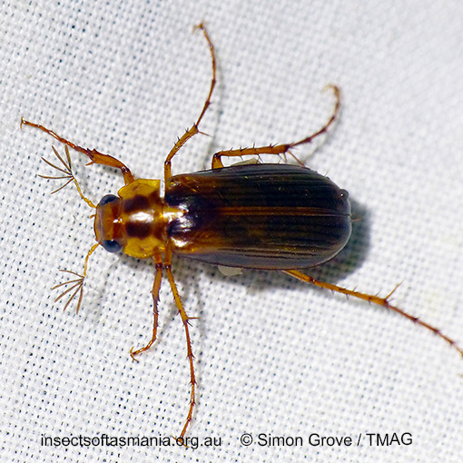 Species image