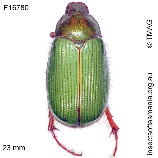 Species image
