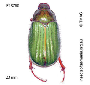 Xylonichus eucalypti