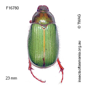 Xylonichus eucalypti