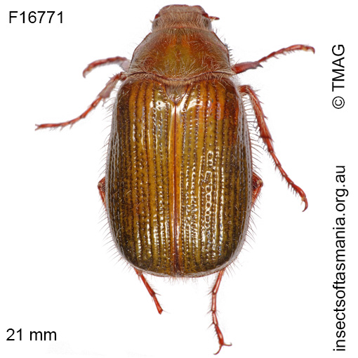 Species image