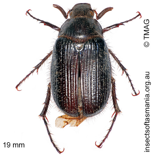Species image