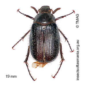 Xylonichus nigrescens