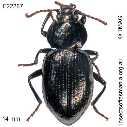Species image