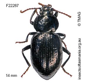 Adelium licinoides
