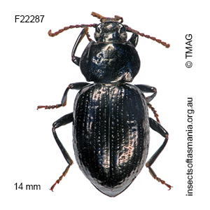 Adelium licinoides