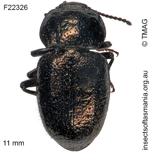 Species image