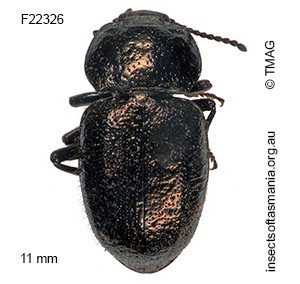 Adelium pilosum
