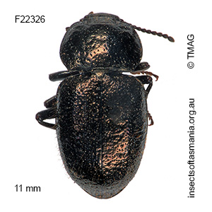 Adelium pilosum
