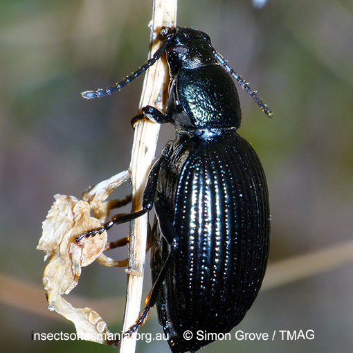 Species image