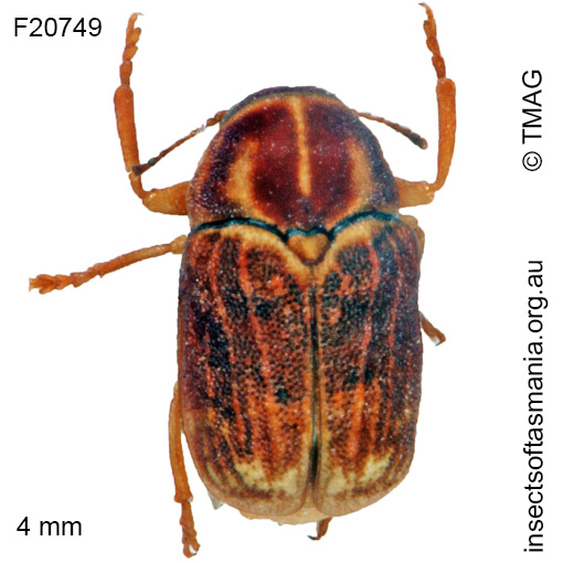 Species image