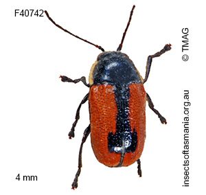 Aporocera albilinea