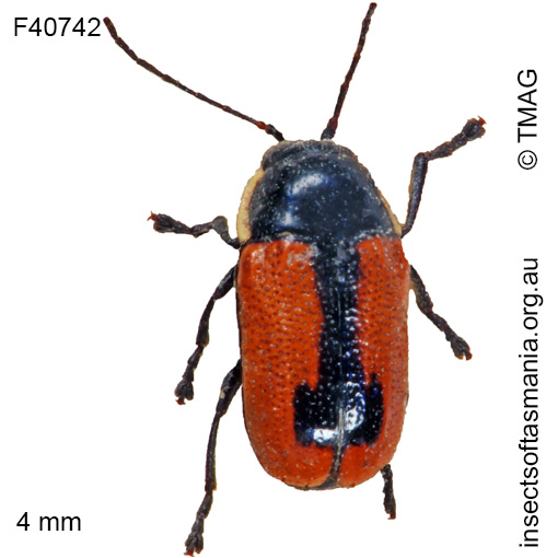 Species image