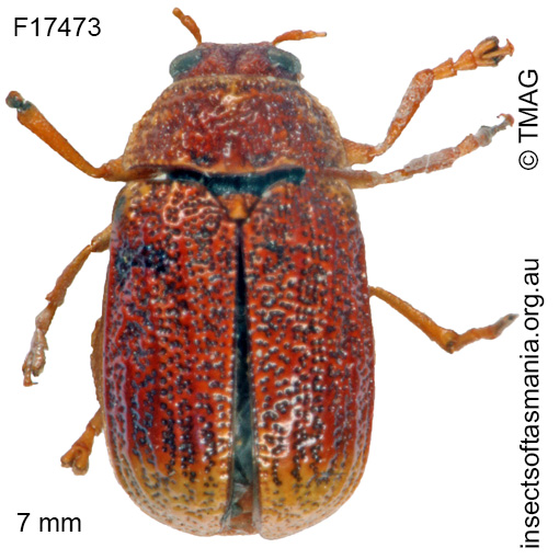 Species image
