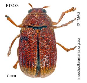 Aporocera apicalis