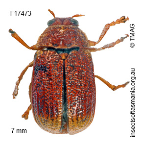 Aporocera apicalis