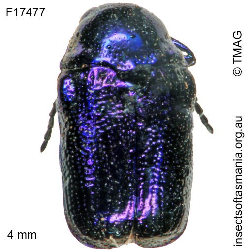 Species image