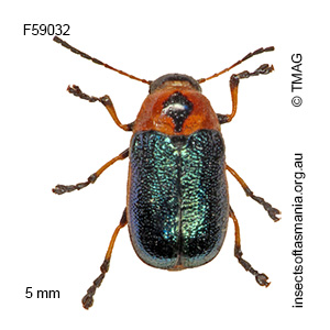 Aporocera consors