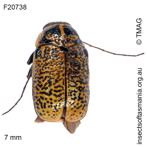 Species image
